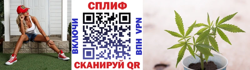 ГАШИШ Горно-Алтайск